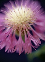 Knapweed, Centaurea pulcherrima.