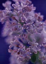 Lilac, Syringa.