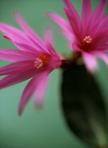 Cactus, Aporocactus.