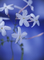 Jasmine, Jasminum officinale.