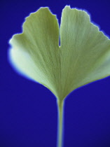 Gingko, Maidenhair tree, Gingko biloba.
