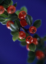 Cotoneaster.