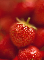 Strawberry, Fragaria x ananassa.