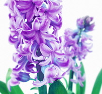 Hyacinth, Hyacinthus.