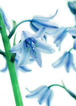 Bluebell, Spanish bluebell, Hyacinthoides hispanica.