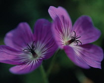 Geranium, Cranesbill, Geranium wallichianum.