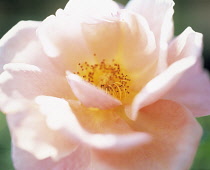 Rose, Rosa 'Queen Elizabeth'.