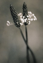 Plantain, Ribwort, Plantago lanceolata.