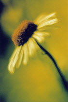 Daisy, Bellis.