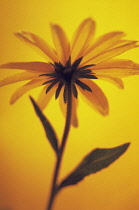 Coneflower, Black-eyed Susan, Rudbeckia hirta 'Indian Summer'.