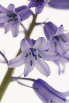 Bluebell, Spanish bluebell, Hyacinthoides hispanica.