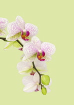 Orchid, Moth orchid, Phalaenopsis.