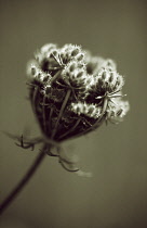 Carrot, Wild carrot, Daucus carota.