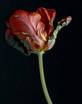 Tulip, Parrot tulip, Tulipa 'Bird of Paradise'.