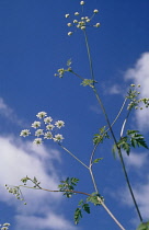 Cow Parsley, Anthriscus sylvestris.