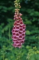 Foxglove, Digitalis purpurea.