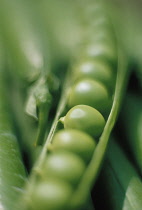 Pea, Pisum sativum.