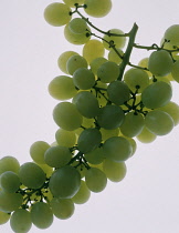 Grape, Vitis vinifera.