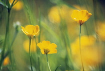 Buttercup, Ranunculus acris.
