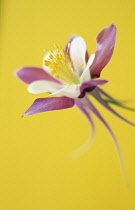 Aquilegia, Columbine, Aquilegia McKana hybrids.