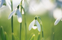 Snowdrop, Galanthus nivalis.