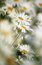 Daisy, Bellis.