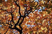 Beech, Fagus sylvatica.