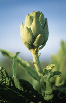 Artichoke, Cynara scolymus.