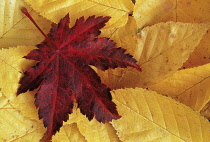 Japanese Maple, Acer palmatum.