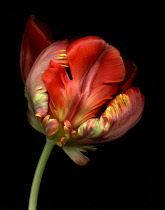 Tulip, Parrot tulip, Tulipa 'Bird of Paradise'.