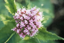 Valerian, Common valerian, Valerian officinalis.