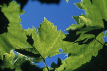 Grapevine, Vitis vinifera.