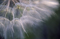 Goat's Beard, Tragopogon pratensis.