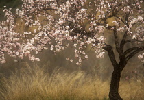 Almond, Prunus dulcis.