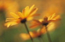 Marigold, Calendula officinalis.