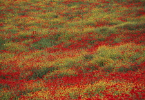 Poppyfield, Papaver rhoeas.