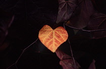 Forest Pansy, Cercis canadensis.