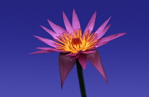 Waterlily, Nymphaea 'Ronda Kay'.