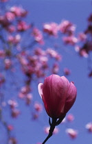 Magnolia, Magnolia sprengeri.