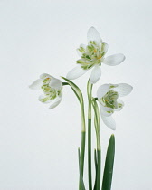 Snowdrop, Double snowdrop, Galanthus nivalis.