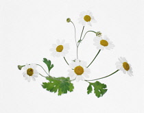 Feverfew, Tanacetum parthenium.