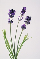 Lavender, Lavandula augustifolia.