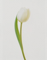 Tulip, Tulipa.