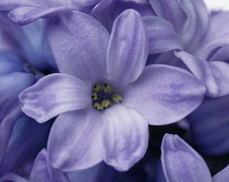 Hyacinth, Hyacinthus.