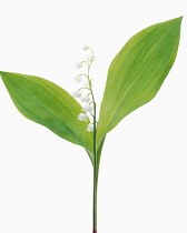 Lily-of-the-valley, Convallaria majalis.