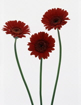 Gerbera.