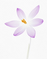 Crocus.