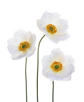 Anemone, Japanese anemone, Anemone x hybrida 'Honorine Jobert'.