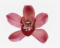 Orchid, Cymbidium.