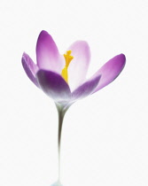 Crocus, Crocus vernus.